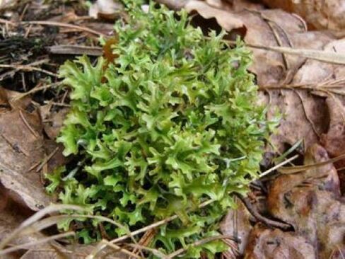 cetraria организмдегі паразиттерден