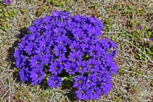 денедегі паразиттерден шыққан қызба тамыры