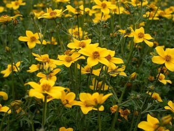 организмдегі паразиттер қатары