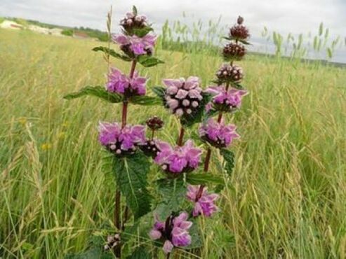 организмдегі паразиттерден темір рудалы өсімдік